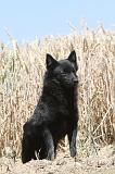 SCHIPPERKE 078